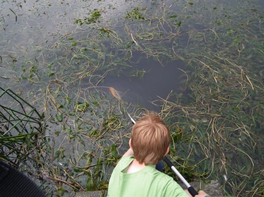 Dominic Pond Dipping